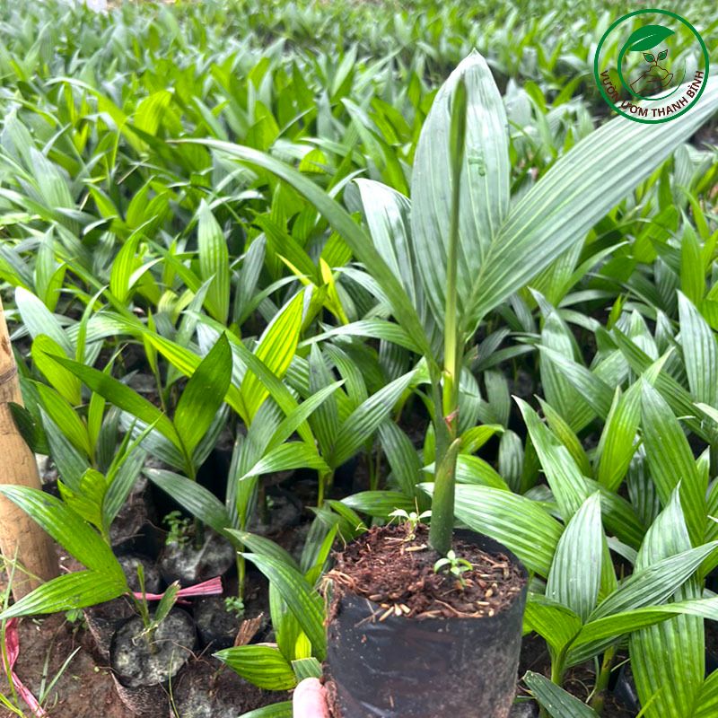 Cao giống trái dài