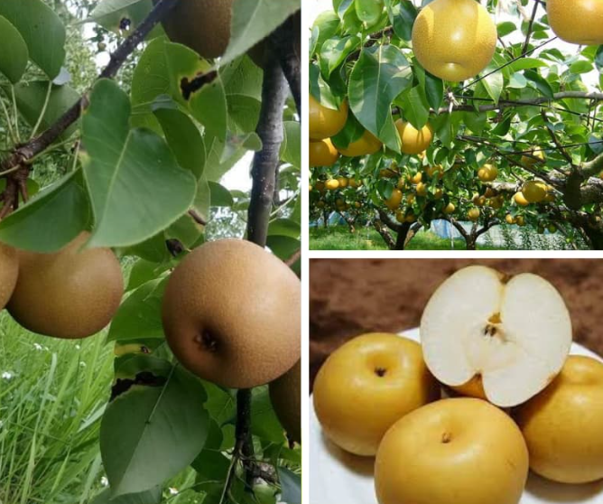 Cây giống Lê Nâu