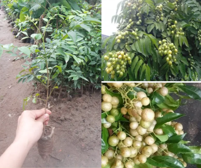 Cây Giống Mác Mật