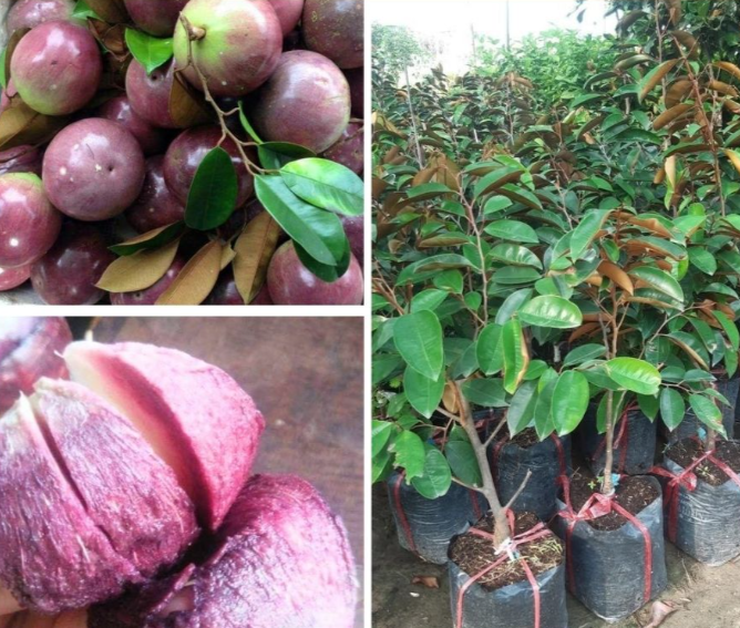 Cây giống vú sữa Mica