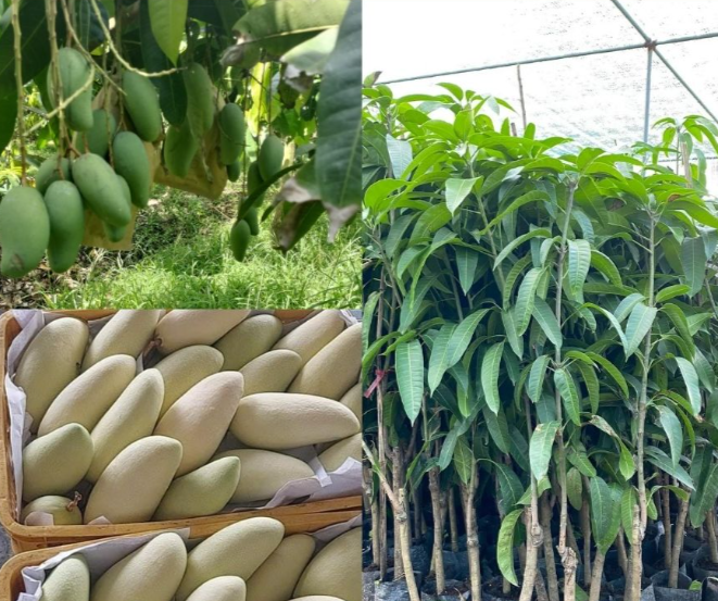 Cây Giống Xoài Đài Loan